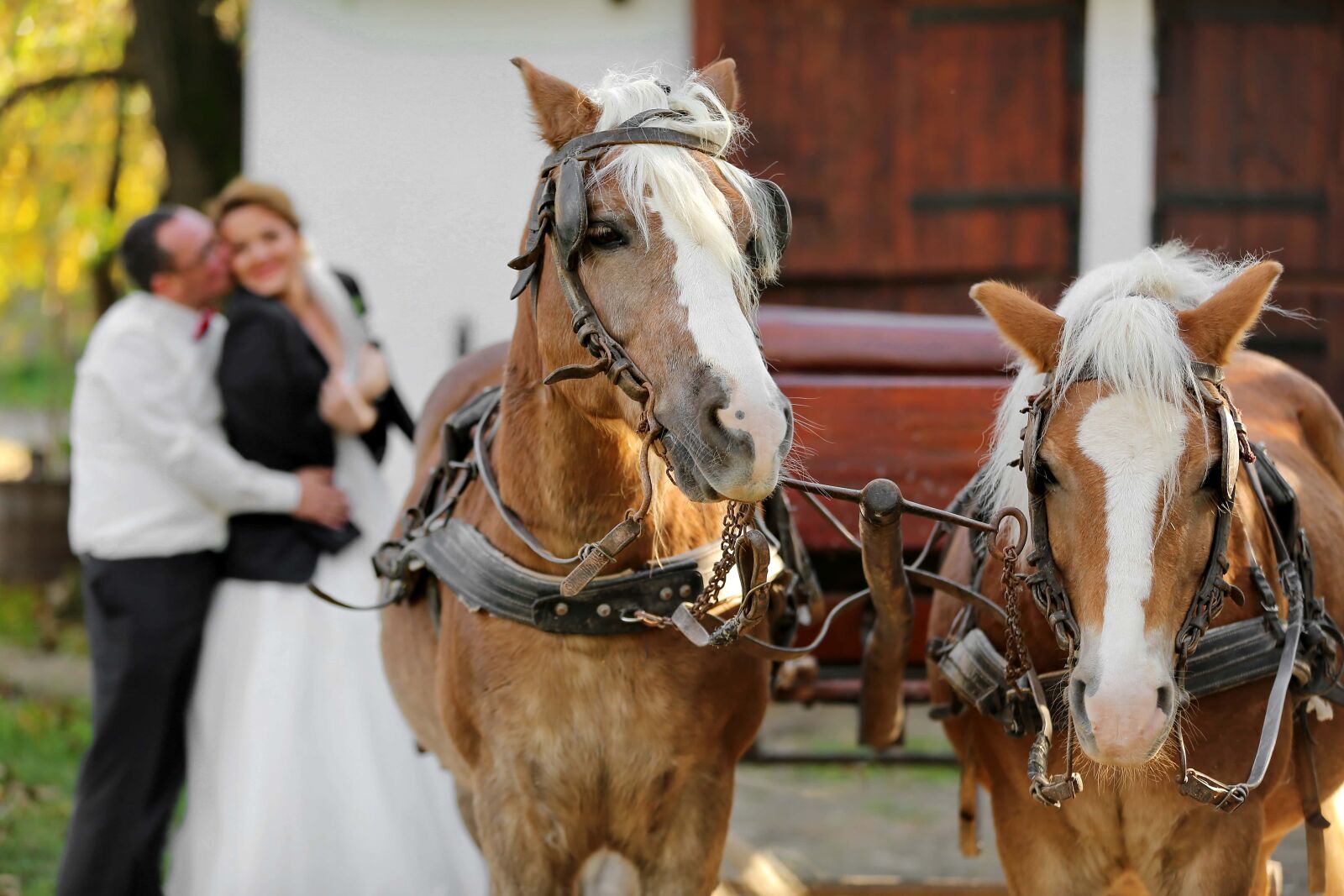 Canon EF 70-200mm F2.8L IS II USM sample photo. Horses, carriage, romantic, hug photography