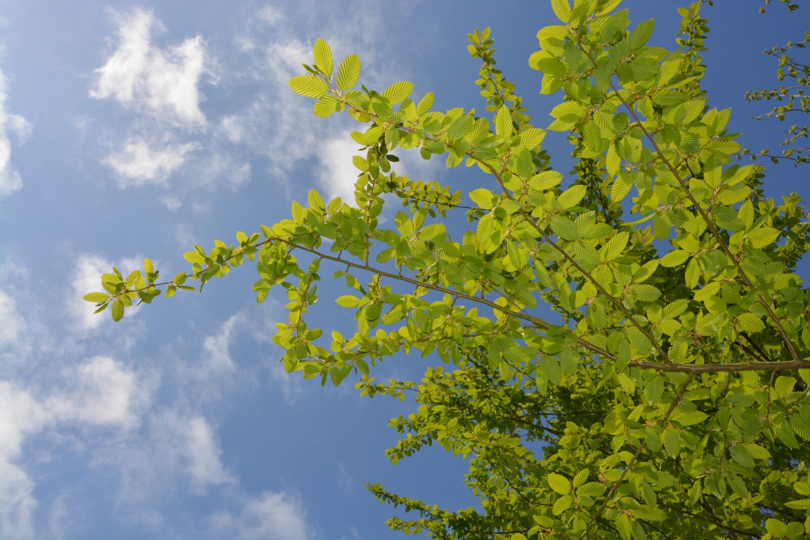 Nikon D5200 sample photo. Leaf charm, bower, tree photography