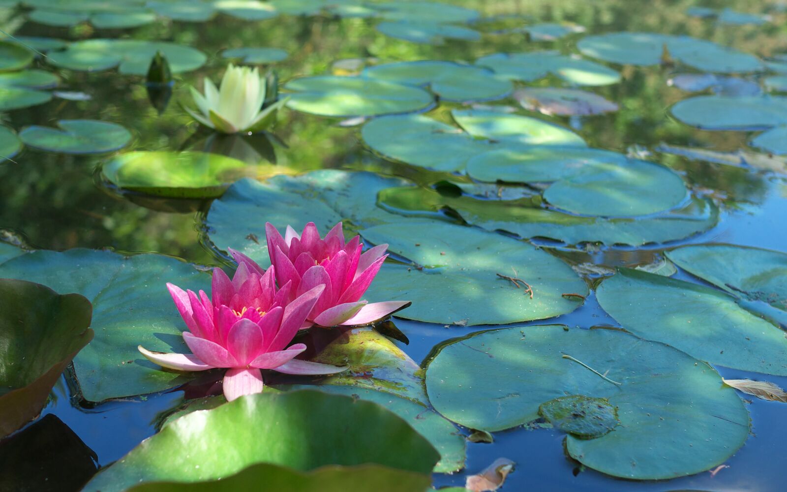 Panasonic Lumix DMC-GX7 sample photo. Nature, water lilies, pond photography