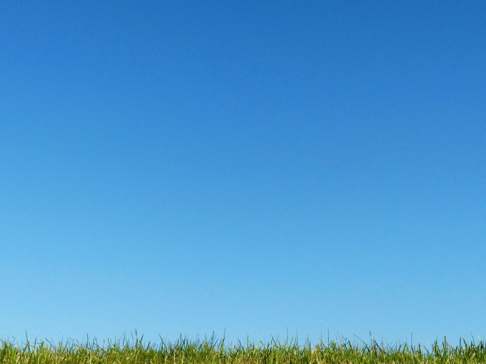 Panasonic Lumix DMC-FZ200 sample photo. Grass, lawn, pasture photography