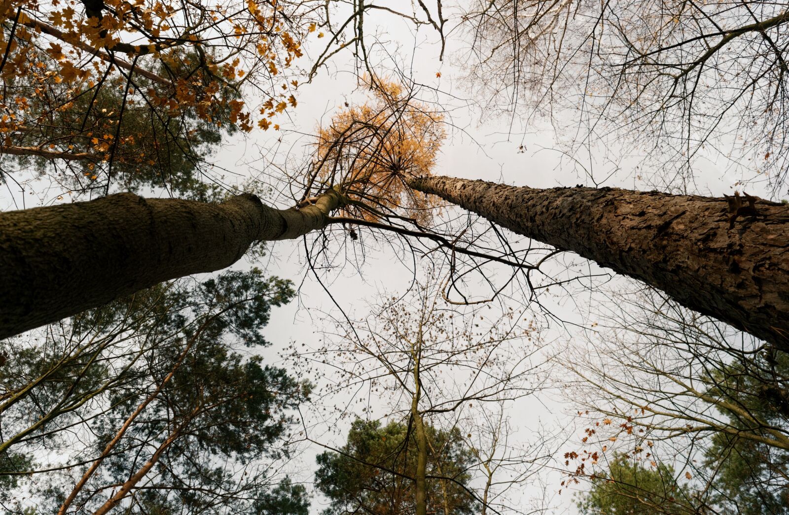 Nikon D3100 sample photo. Trees, forest, autumn photography