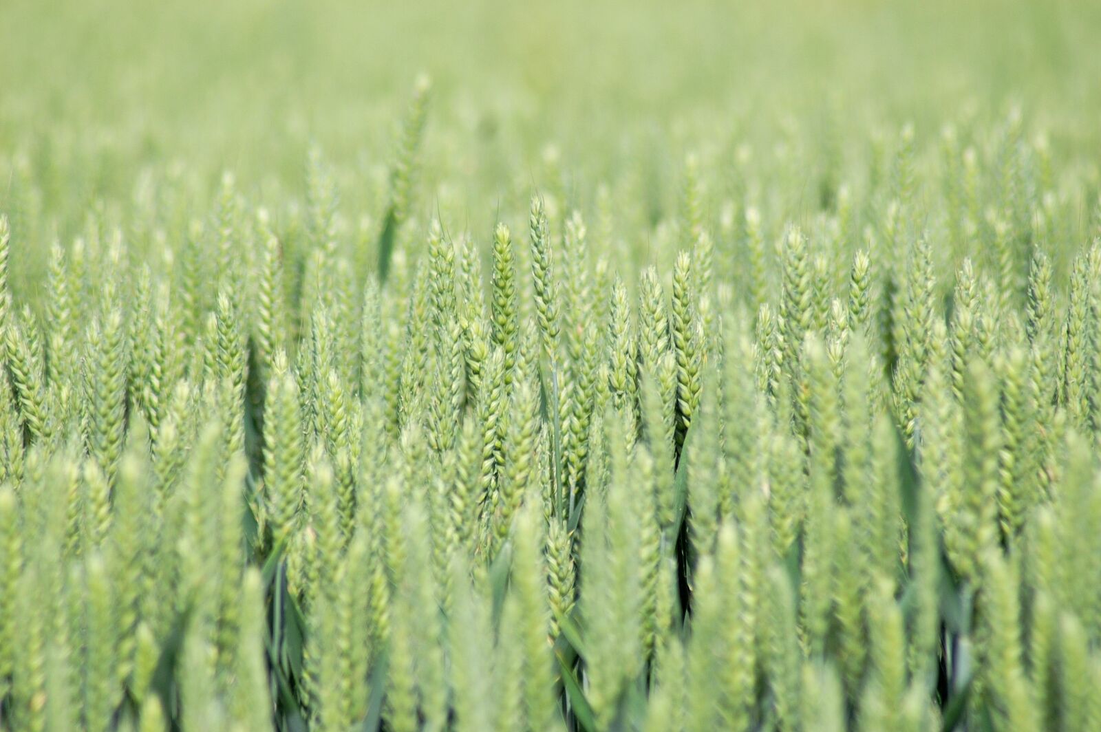 KONICA MINOLTA DYNAX 5D sample photo. Fields, wheat fields, wheat photography