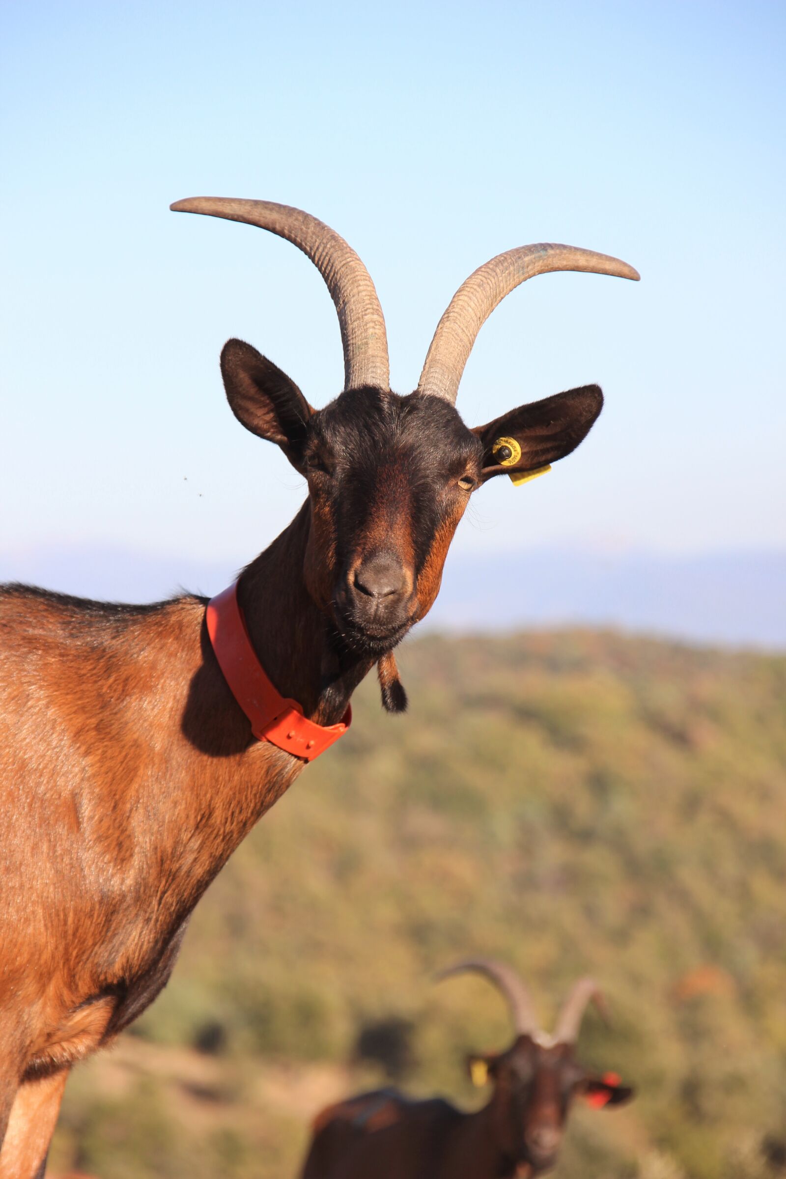 Canon EOS 600D (Rebel EOS T3i / EOS Kiss X5) sample photo. Goat, farm, horns photography
