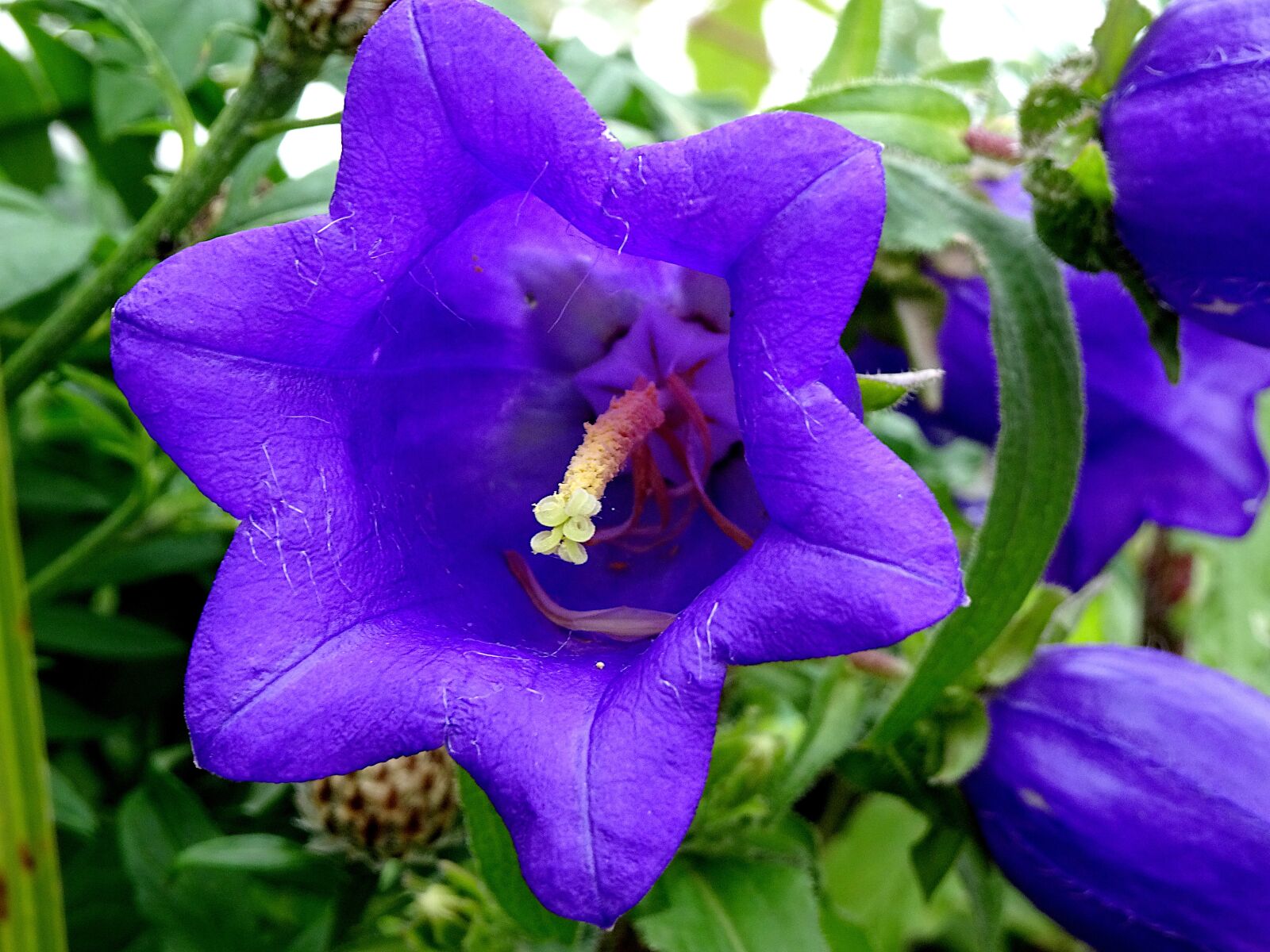 Sony Cyber-shot DSC-HX90V sample photo. Bellflower, flowers, color blue photography