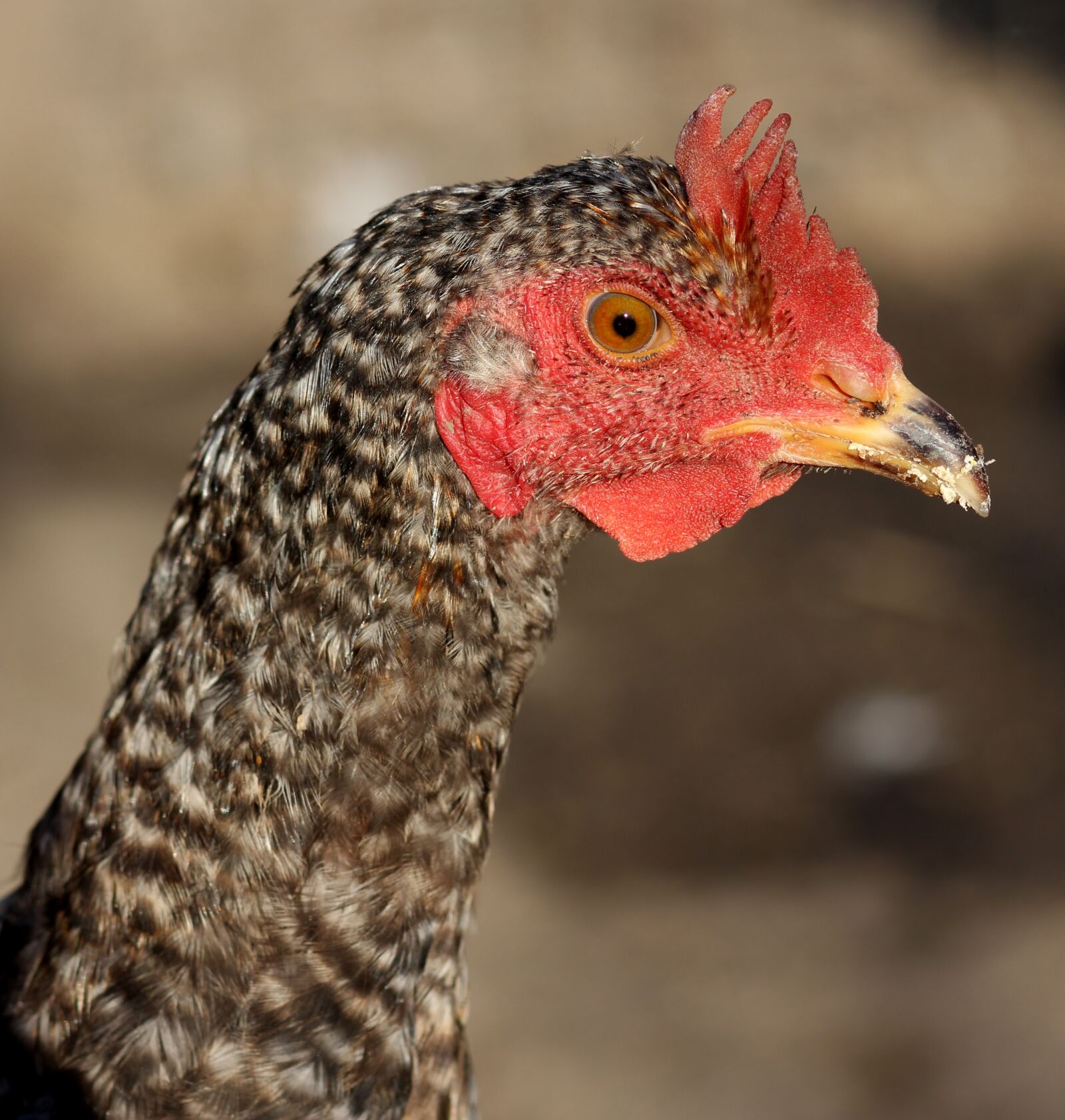 Canon EOS 700D (EOS Rebel T5i / EOS Kiss X7i) + Canon EF 85mm F1.8 USM sample photo. Gaina, portrait, birds photography