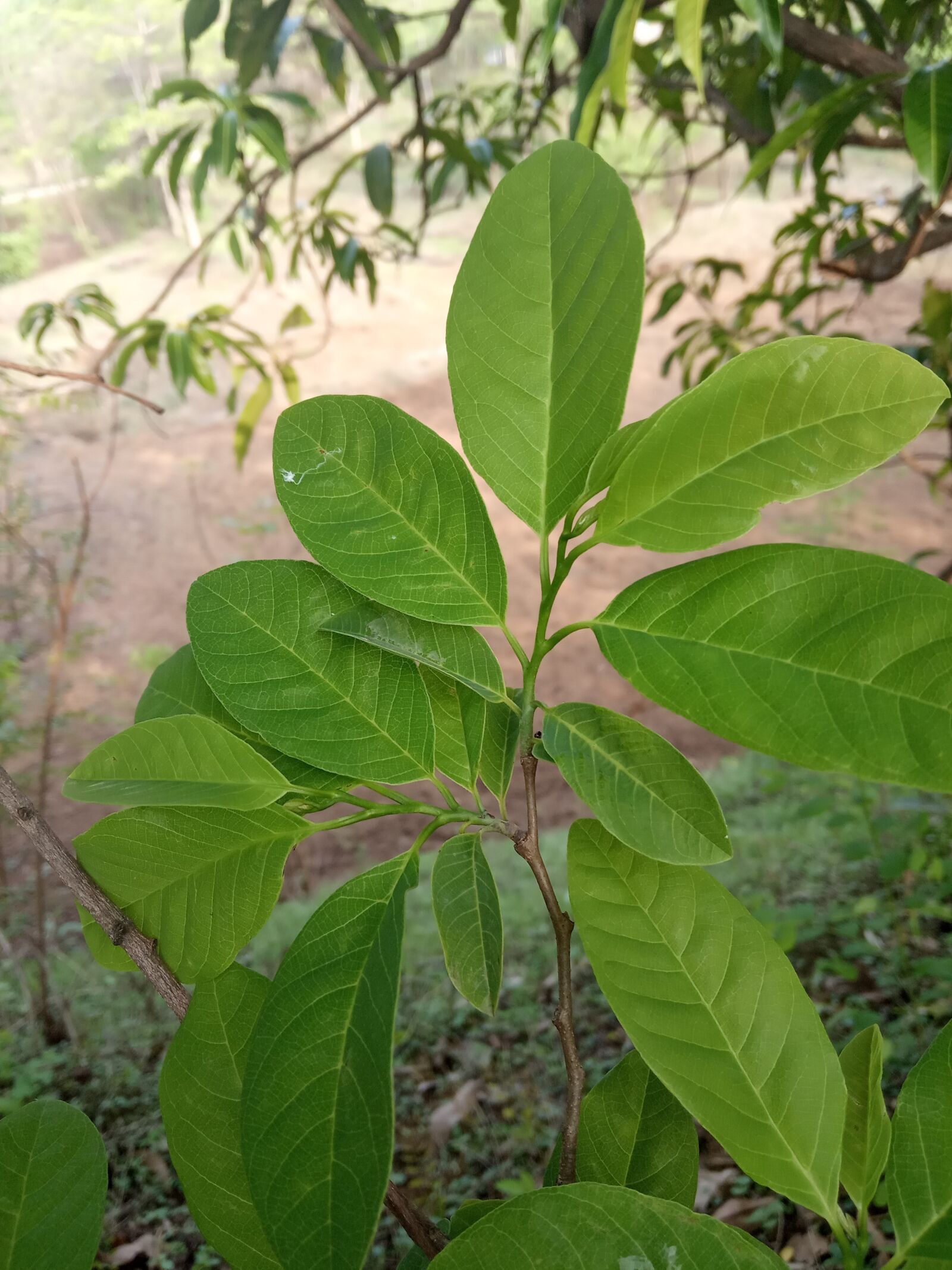 Xiaomi Redmi 6A sample photo. Custard apple plant, custard photography