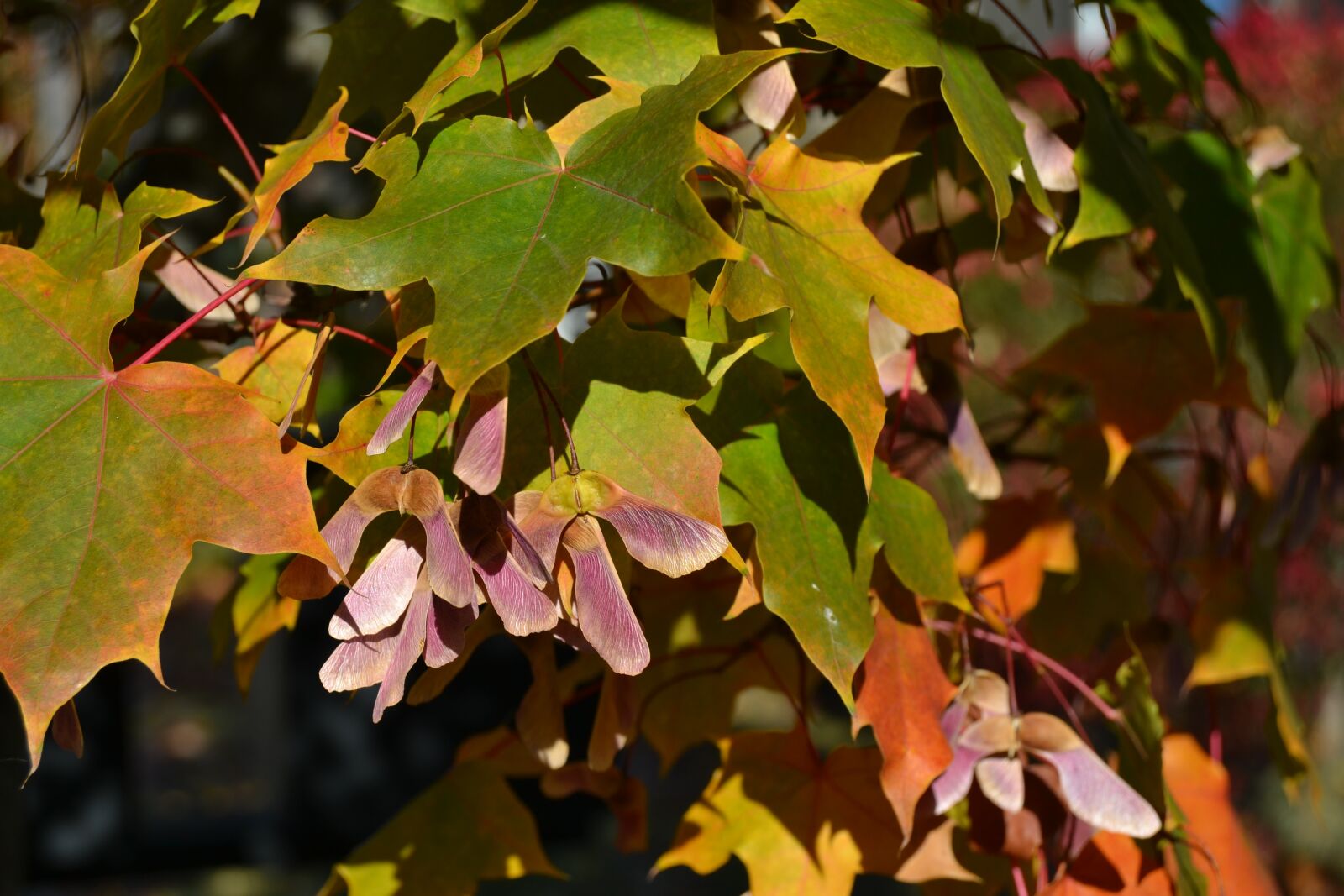 Nikon D3100 sample photo. Fall, foliage, leaves photography
