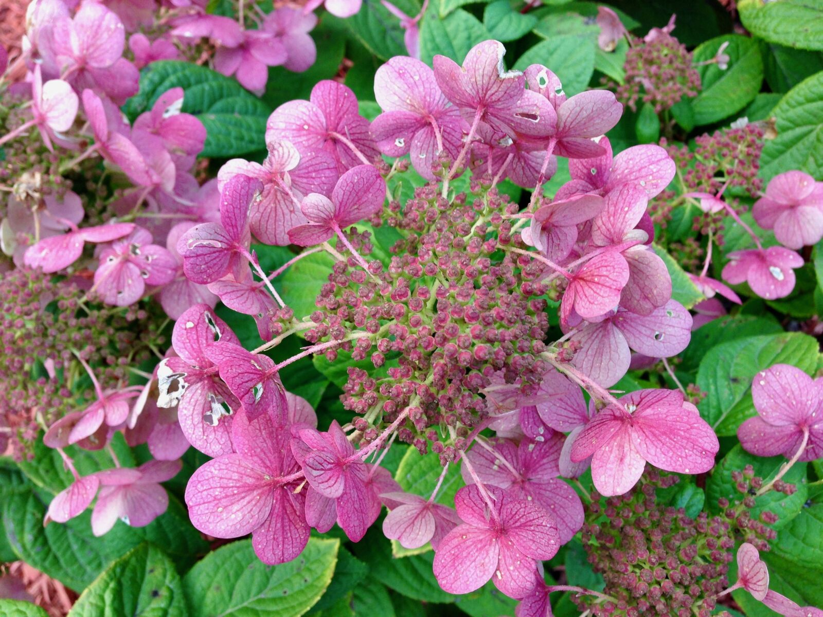 iPhone 5 back camera 4.12mm f/2.4 sample photo. Hydrangea paniculata 'quick fire photography