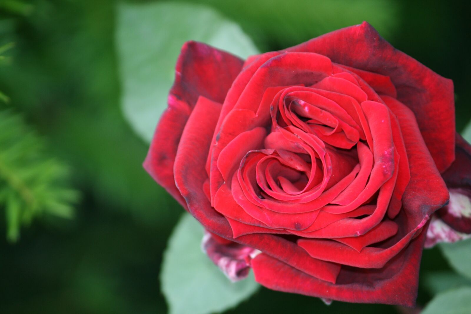 Canon EOS 400D (EOS Digital Rebel XTi / EOS Kiss Digital X) sample photo. Rose, flower, rose bloom photography