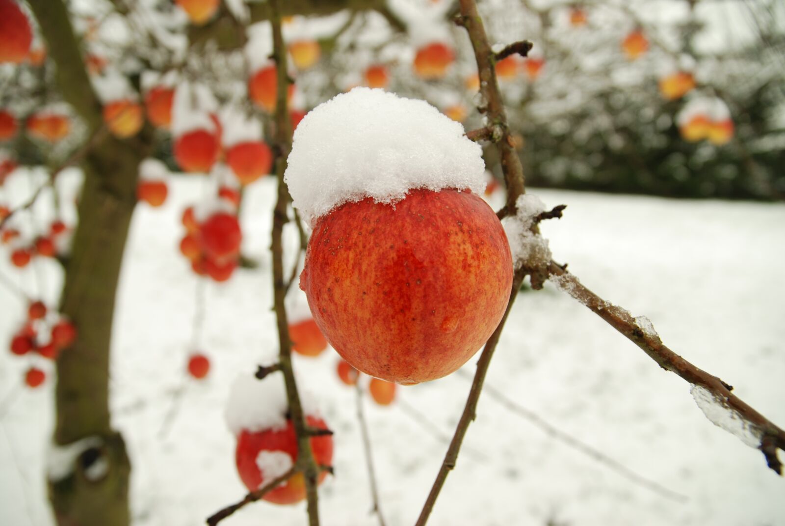Nikon D80 sample photo. Apple, winter, snow photography