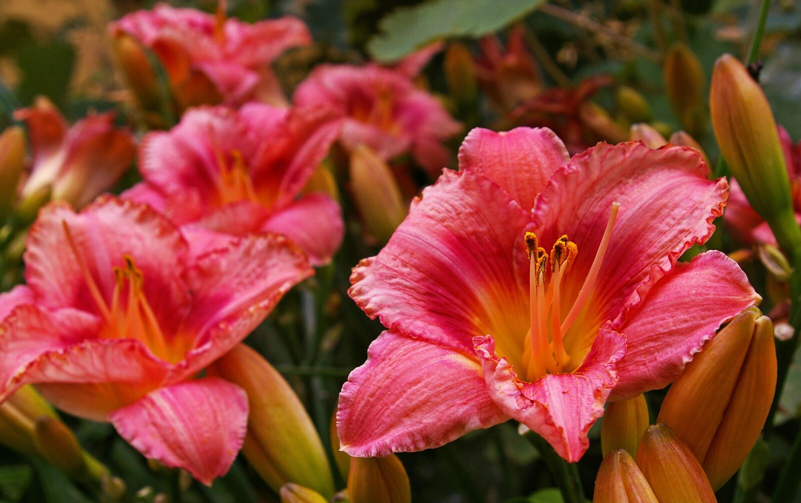 Pentax *ist DL2 sample photo. Daylily, blossom, bloom photography