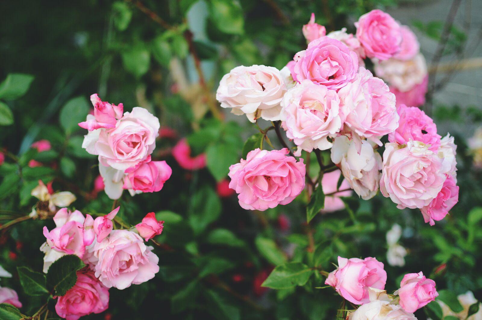 Nikon D3200 sample photo. Pink, roses, summer photography