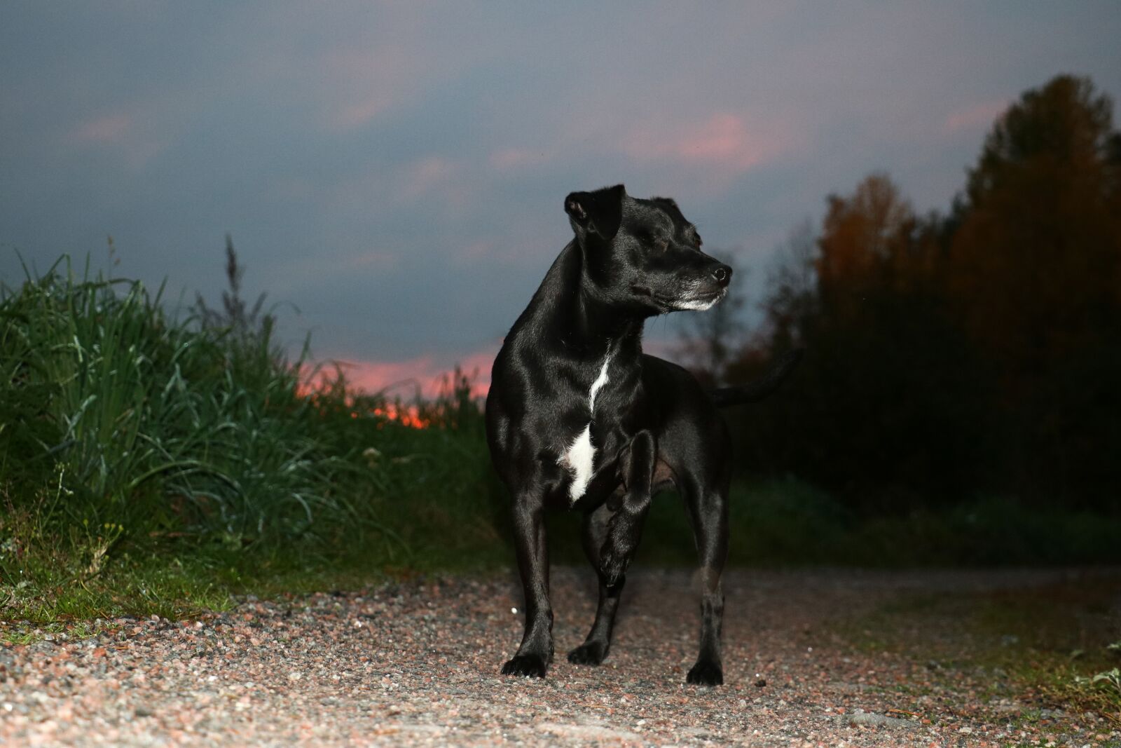 Canon EOS 750D (EOS Rebel T6i / EOS Kiss X8i) sample photo. Terrier, dog, black photography