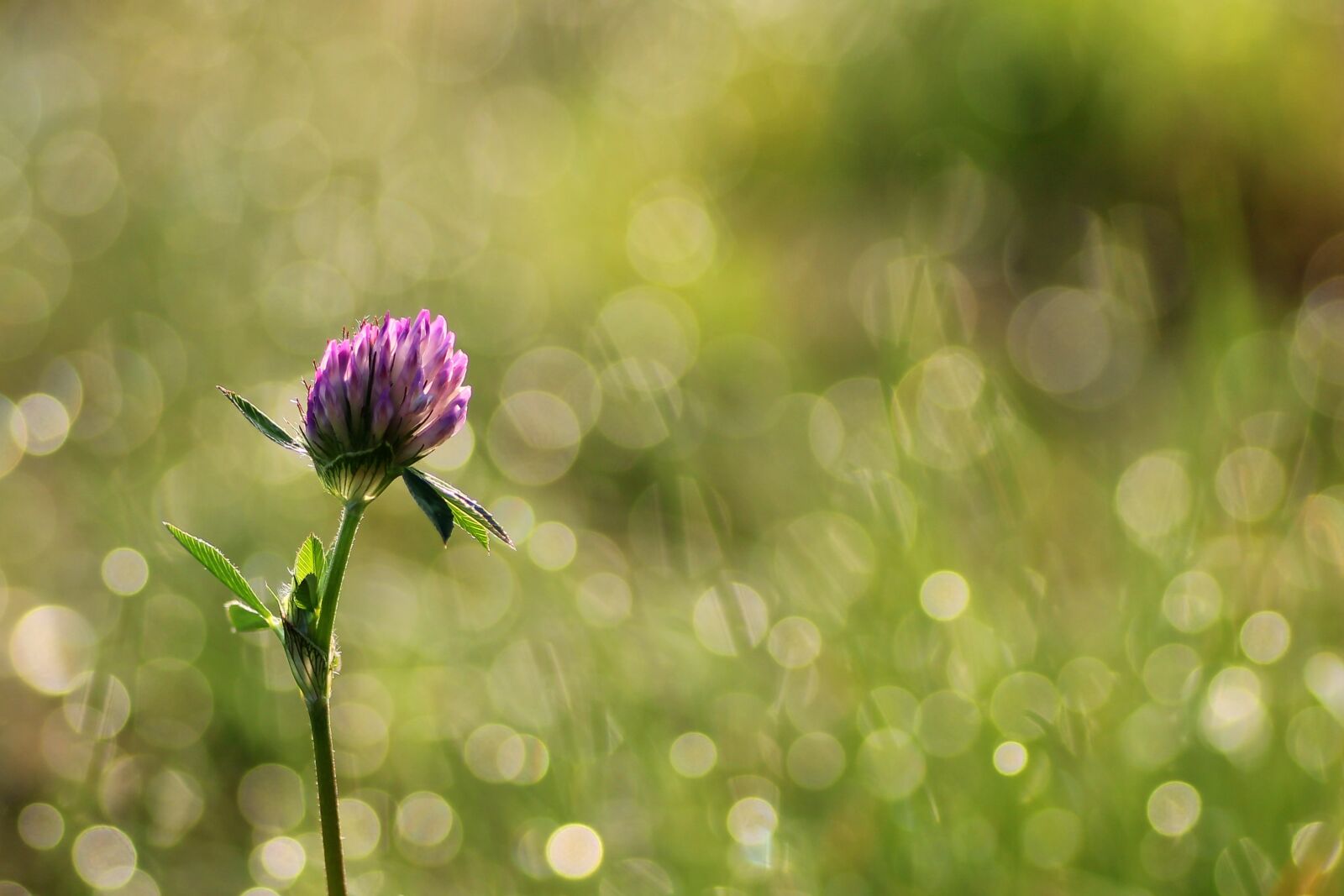 Tamron SP 90mm F2.8 Di VC USD 1:1 Macro sample photo. Klee, clover flower, nature photography