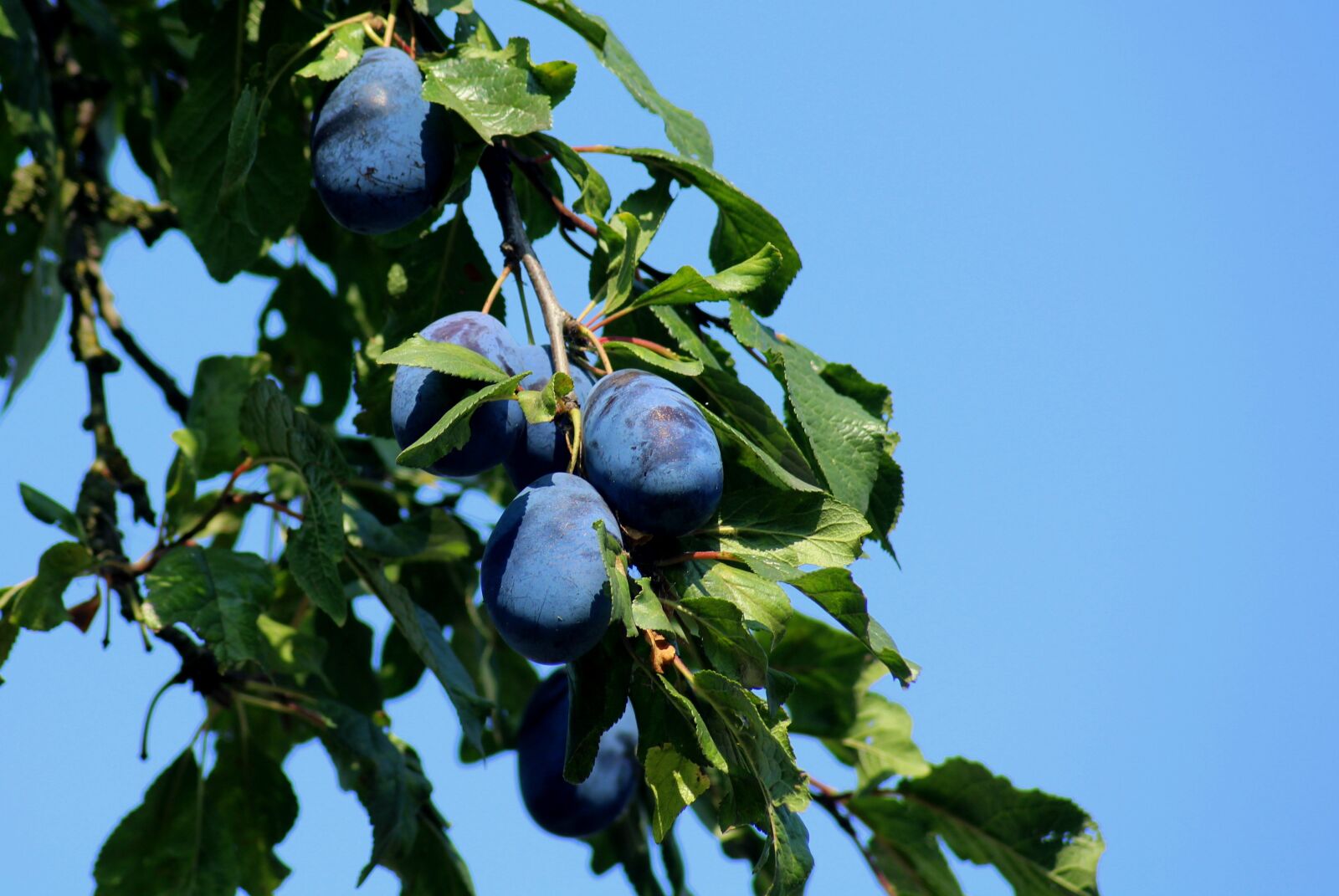 Canon EOS 1200D (EOS Rebel T5 / EOS Kiss X70 / EOS Hi) sample photo. Plum, fruit, branch photography