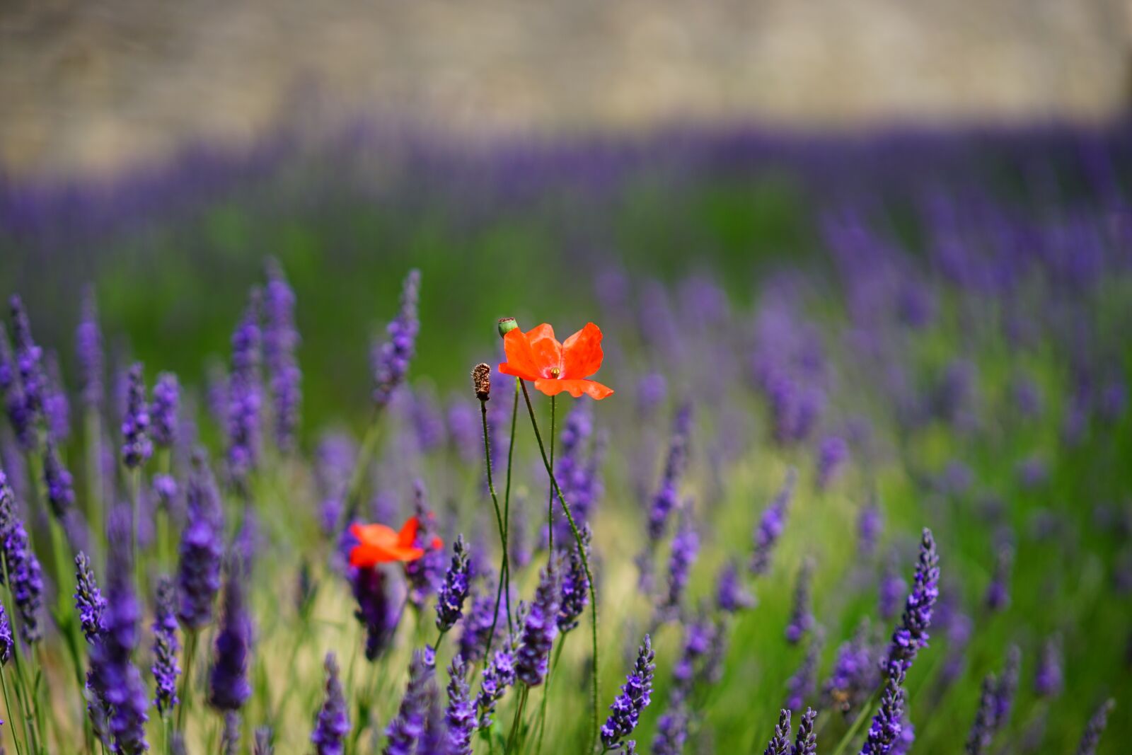 Sony a7 + Sony Sonnar T* FE 55mm F1.8 ZA sample photo. Poppy, klatschmohn, flowers photography