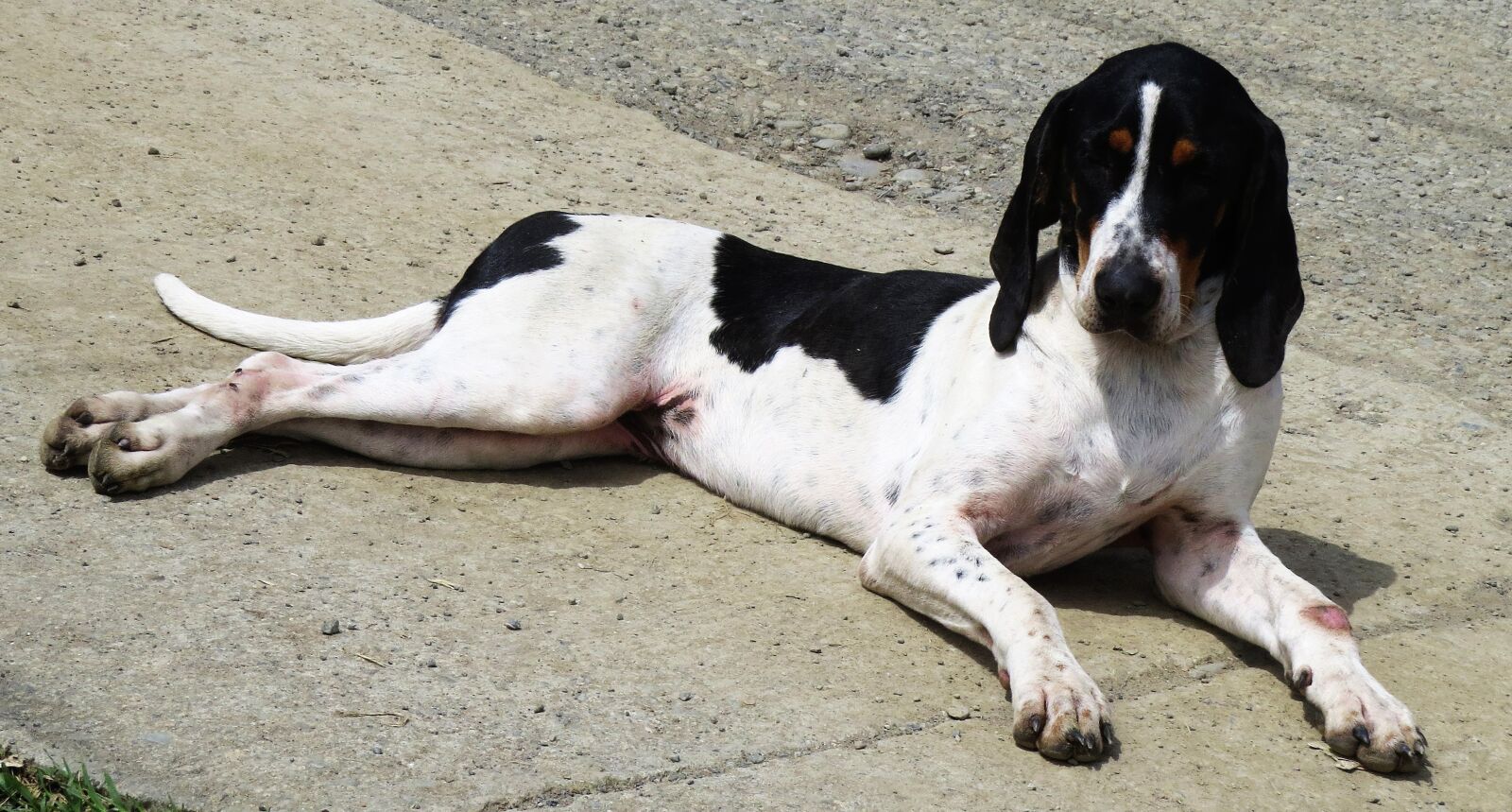Canon PowerShot SX50 HS sample photo. Animal, dog, pet photography