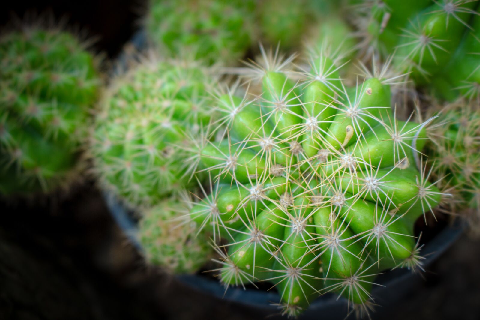 Canon EOS 700D (EOS Rebel T5i / EOS Kiss X7i) sample photo. Cylinder diamond, plant, spikes photography