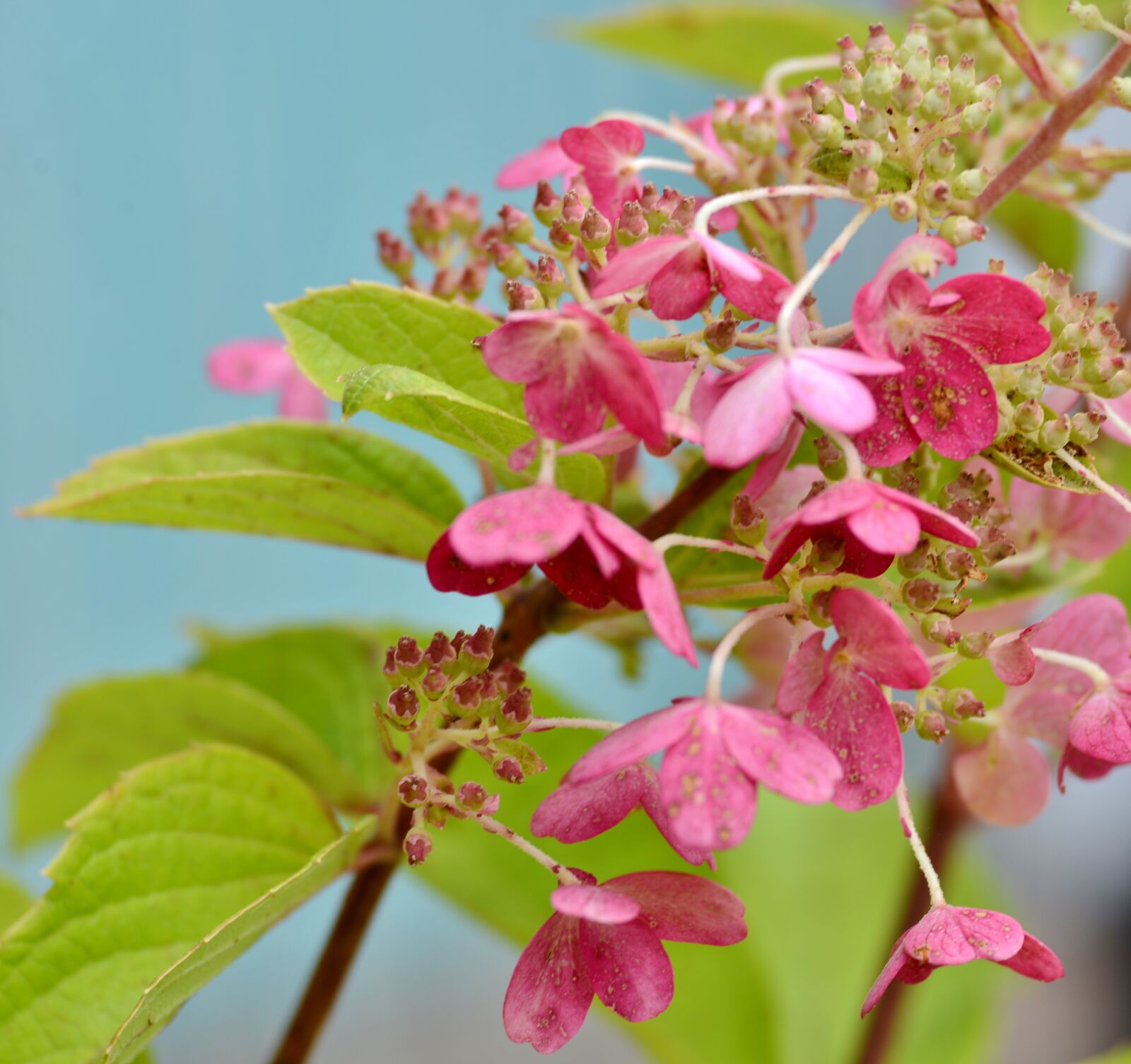 Nikon D600 sample photo. Hydrangea, petals, leaves photography