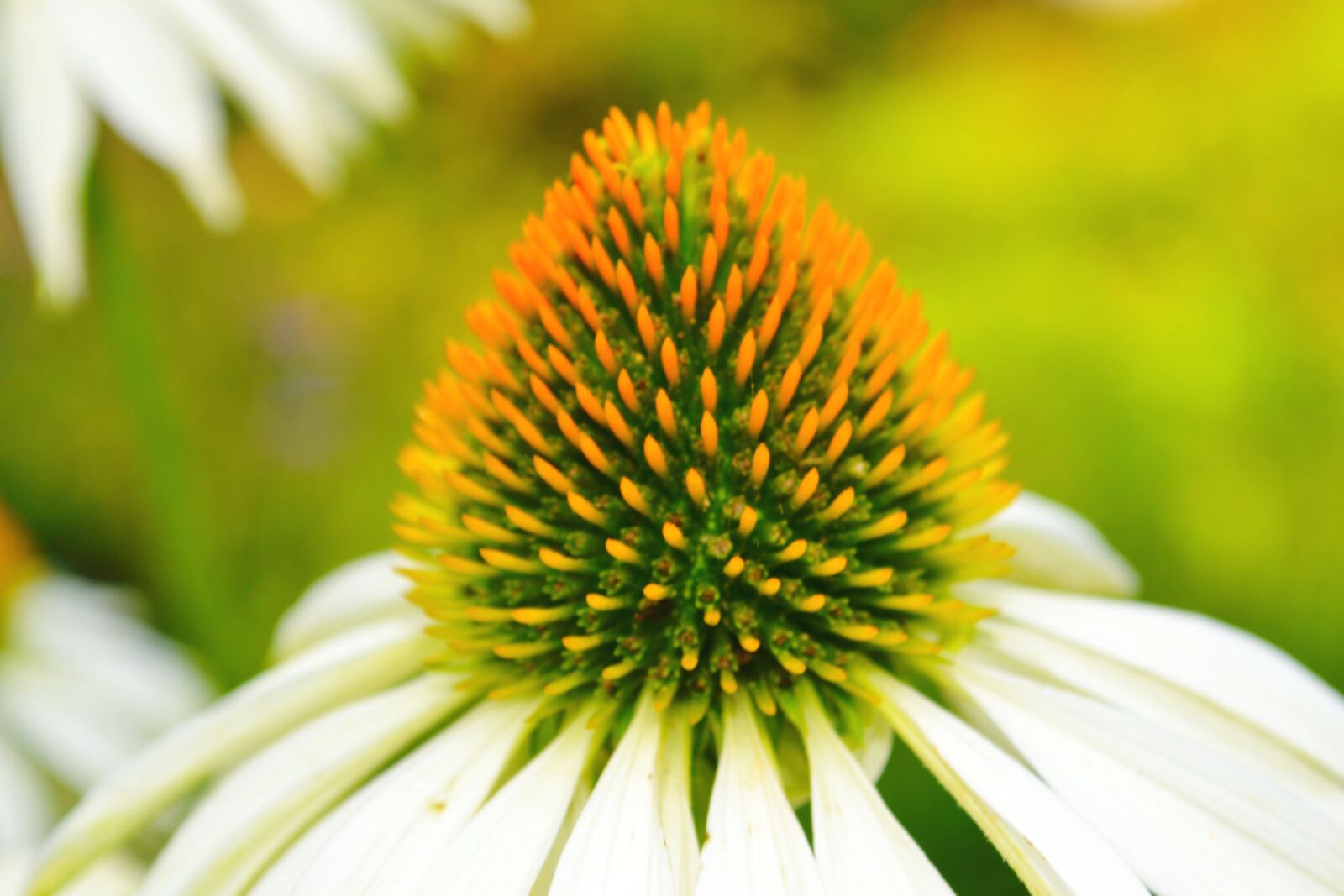 Nikon D3100 sample photo. Blossom, bloom, close up photography