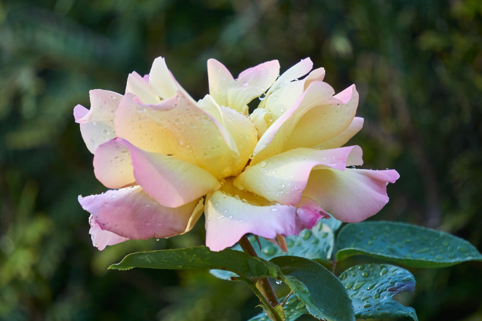 Sony E 55-210mm F4.5-6.3 OSS sample photo. Rose, blossom, bloom photography