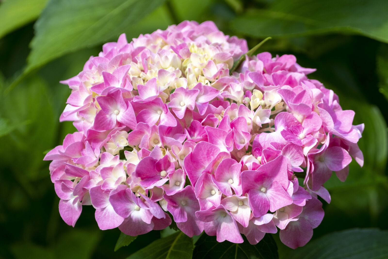 Panasonic Lumix DMC-FZ1000 sample photo. Flora, flowers, spring photography