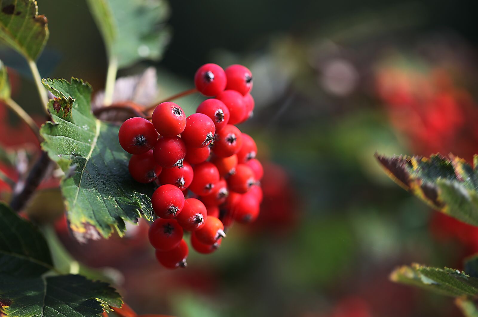 Canon EOS 5D Mark II sample photo. Spray, the beam, fruit photography