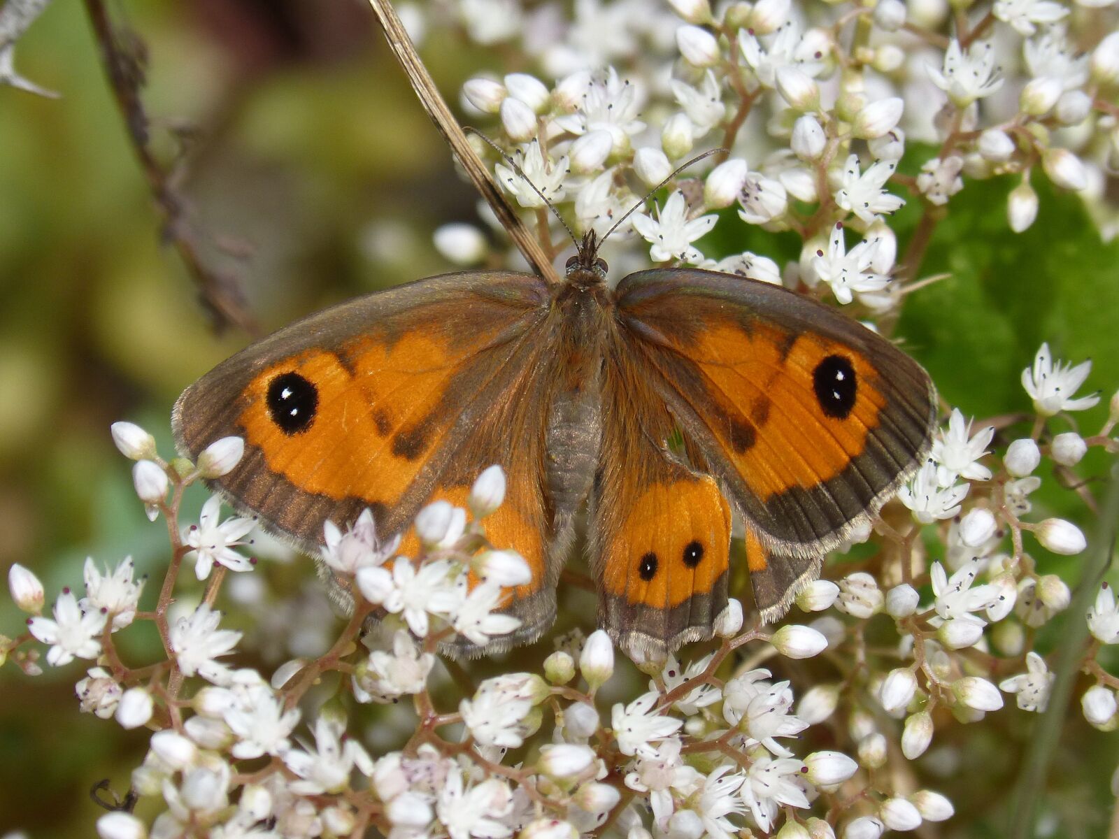 Panasonic DMC-FZ62 sample photo. Lobito list, butterfly, wild photography
