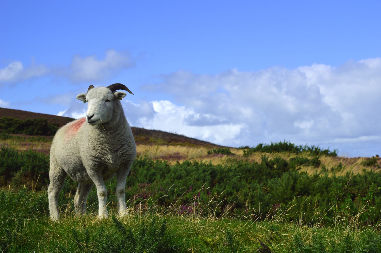 Nikon D3200 sample photo. England, farm, field, grass photography