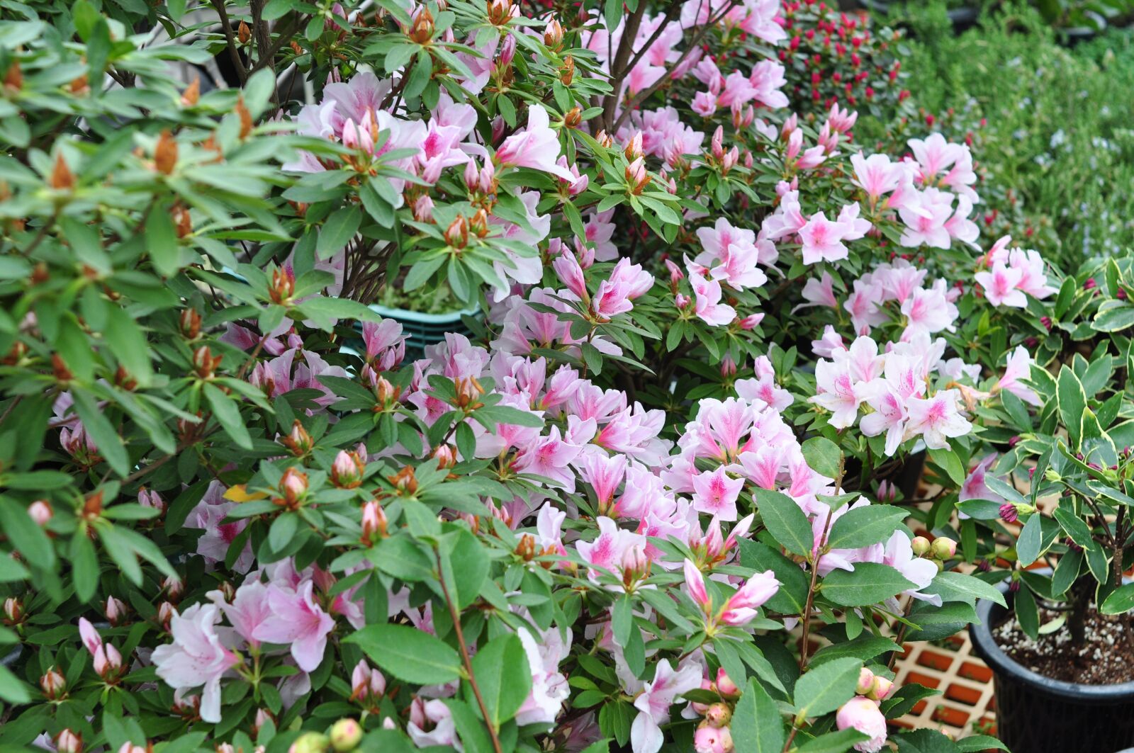 Nikon D90 sample photo. Flowers, nature, plants photography