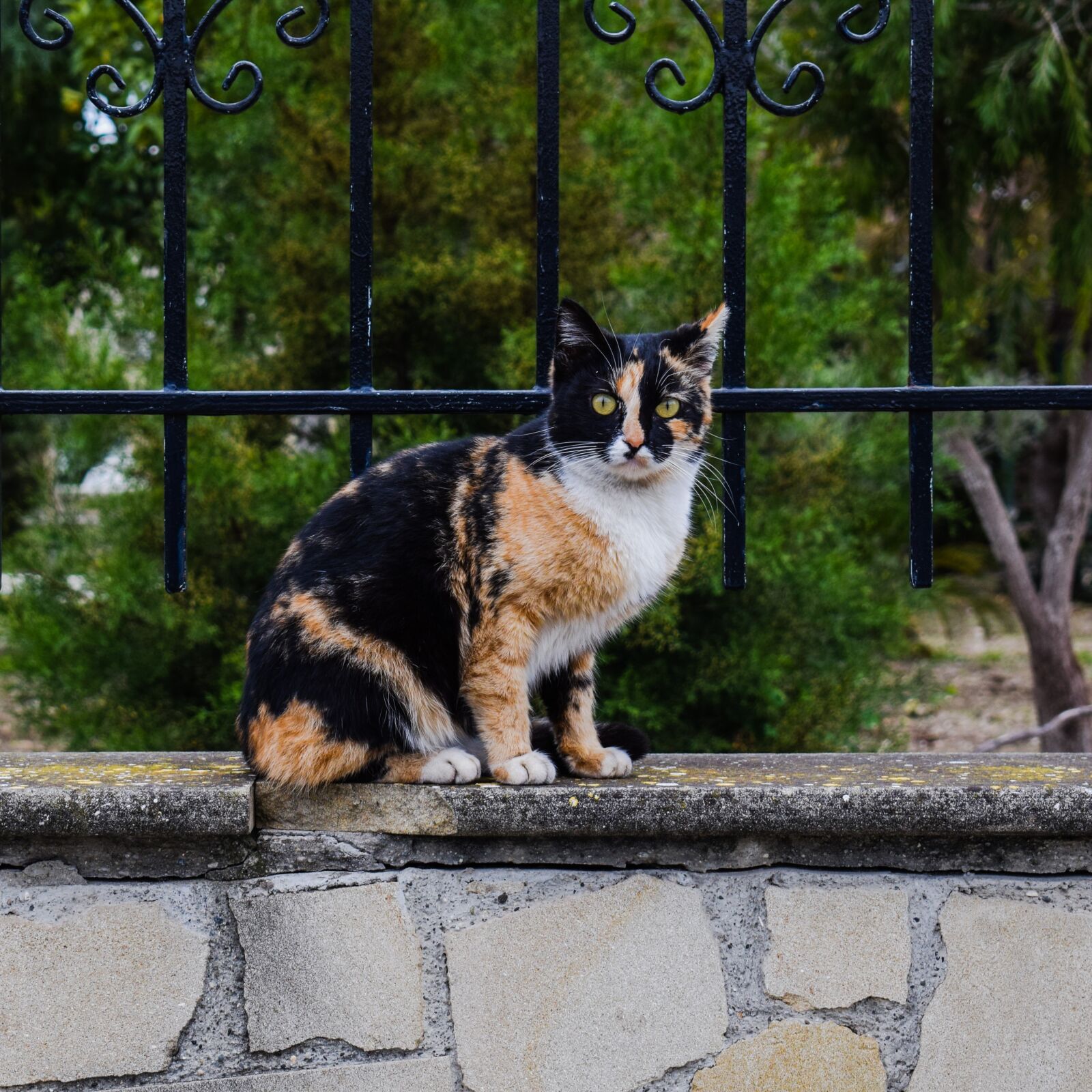 Nikon D3300 sample photo. Cat, stray, curious photography