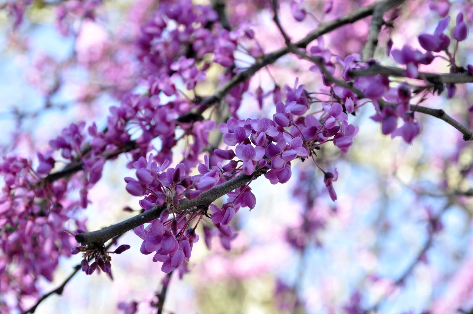 Nikon D90 sample photo. Flying, flower, flowers photography