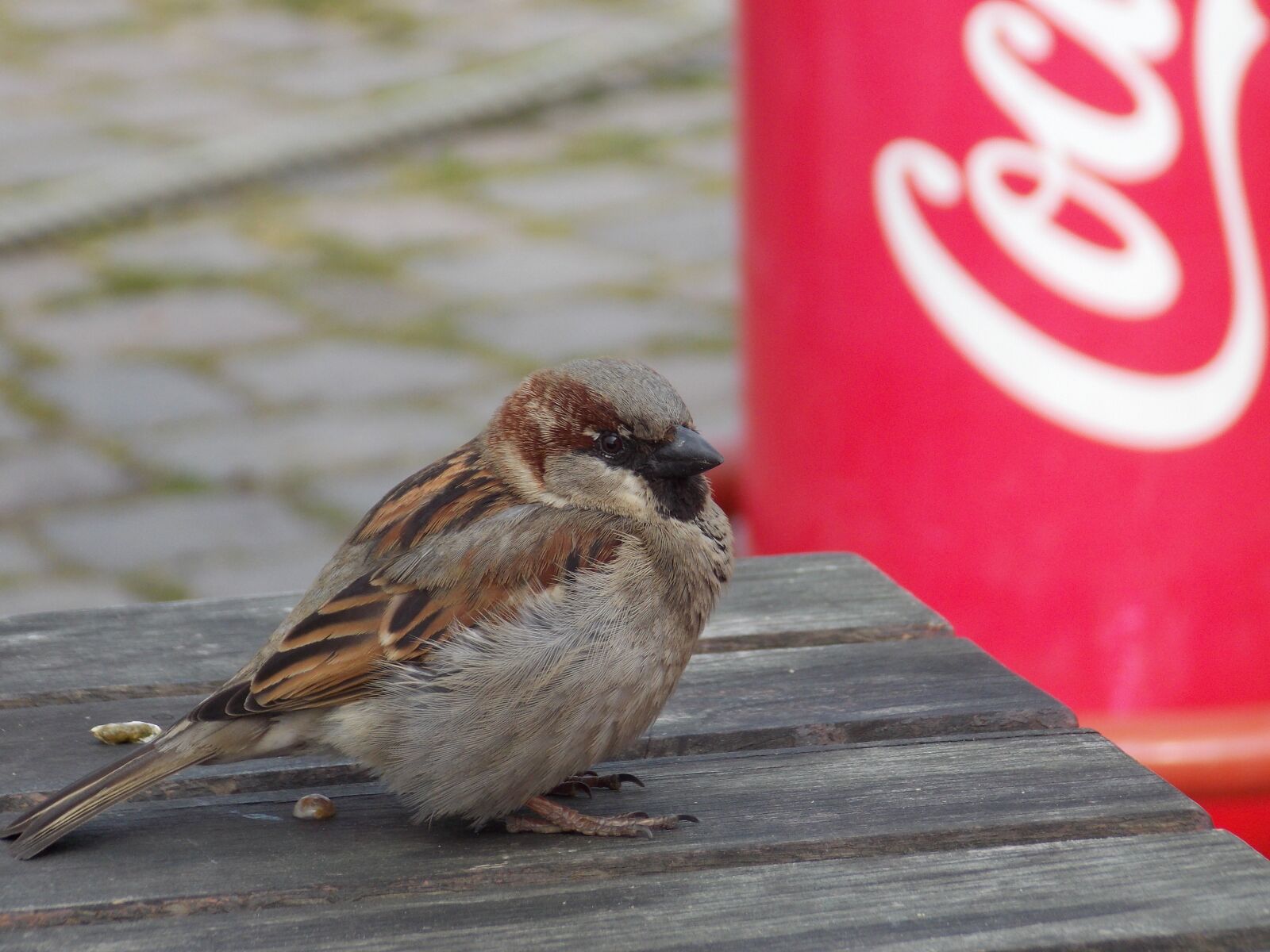 Nikon Coolpix L810 sample photo. Sperling, sparrow, house sparrow photography