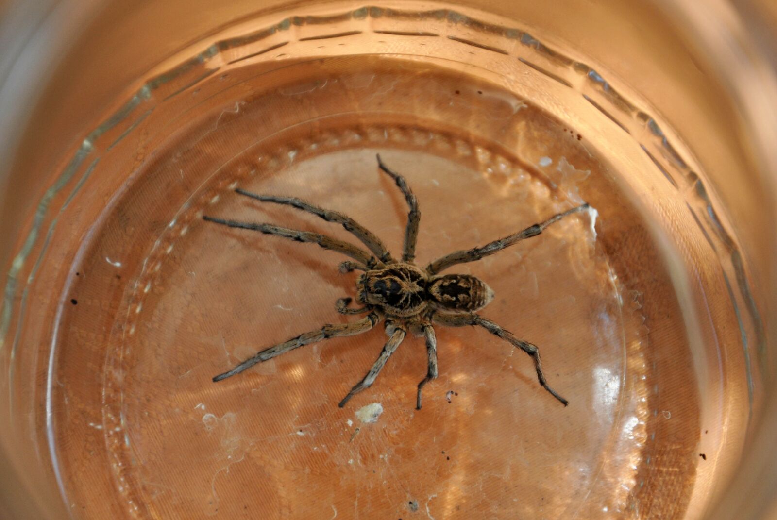 Nikon D90 sample photo. Spider, nature, arachnid photography