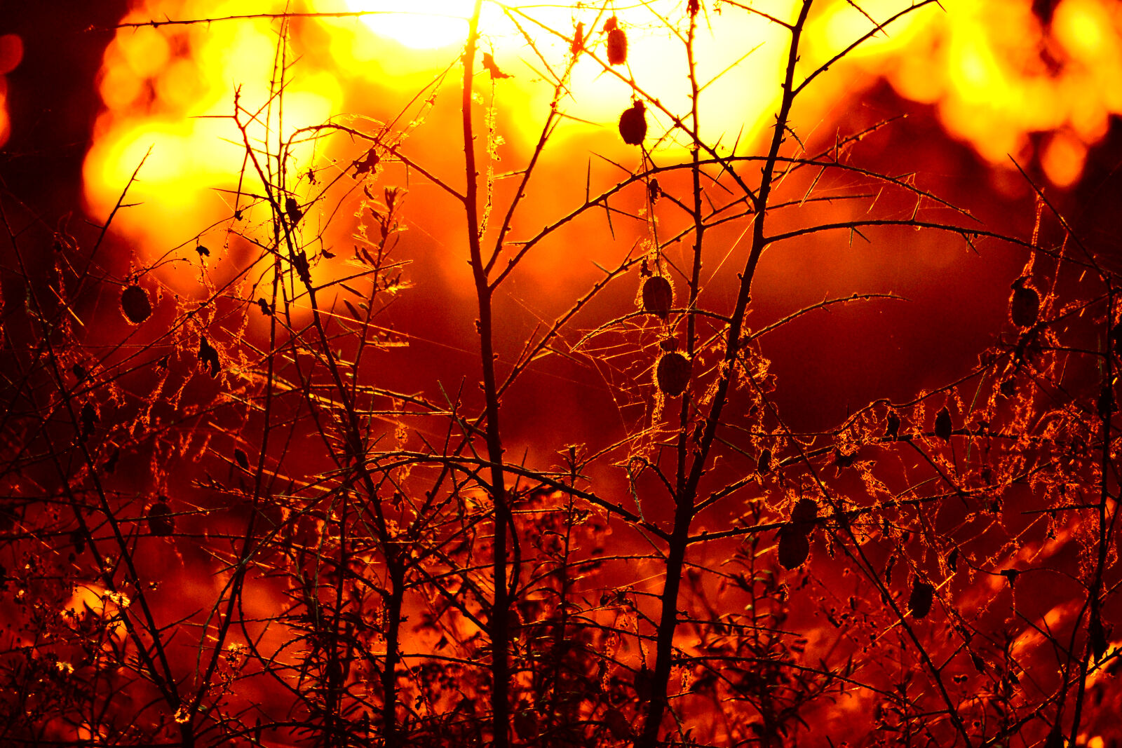 Nikon D3100 sample photo. Autumn, dried, flowers, flowers photography