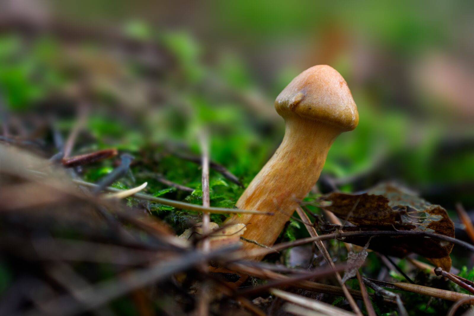Nikon D5300 sample photo. Mushroom, autumn, nature photography