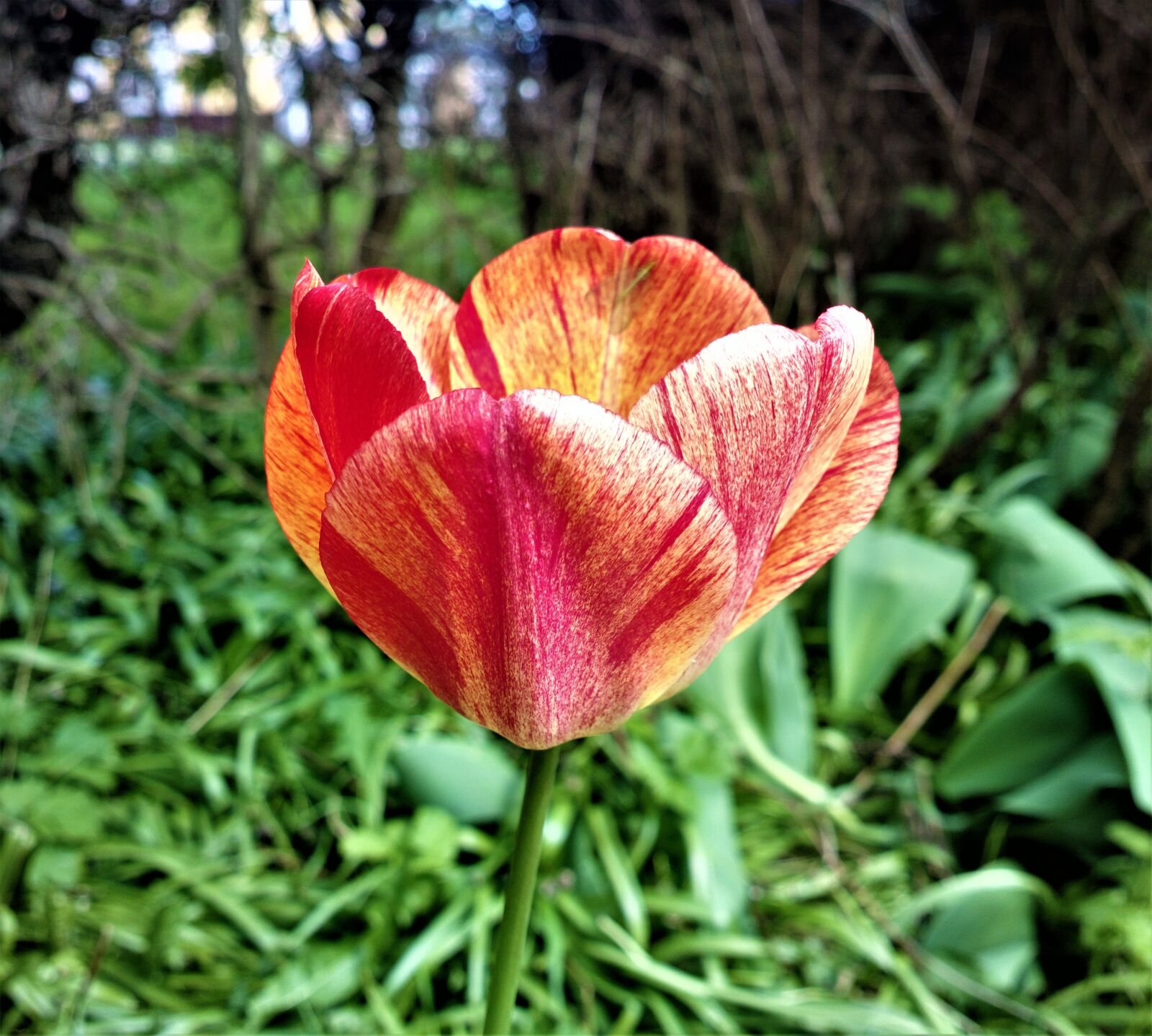Nokia 808 PureView sample photo. Tulip, flower, garden photography