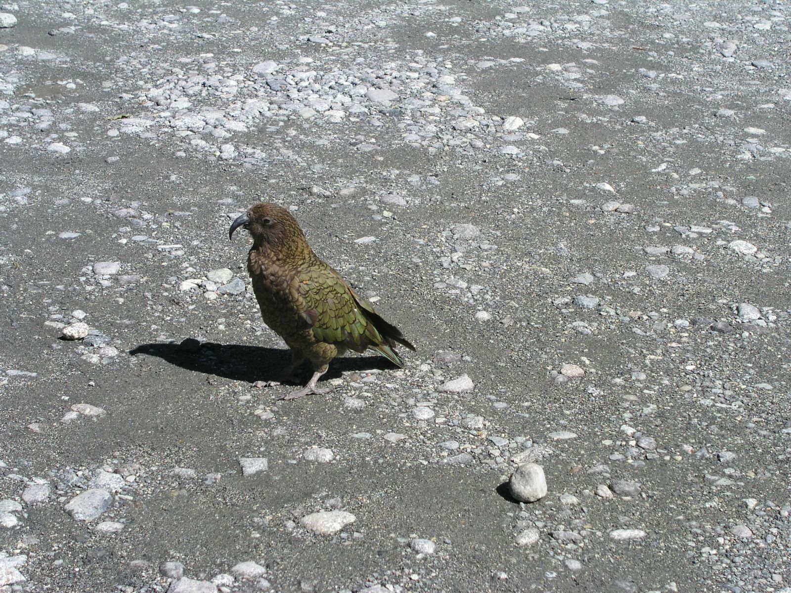 Olympus C5050Z sample photo. New zealand, new, zealand photography