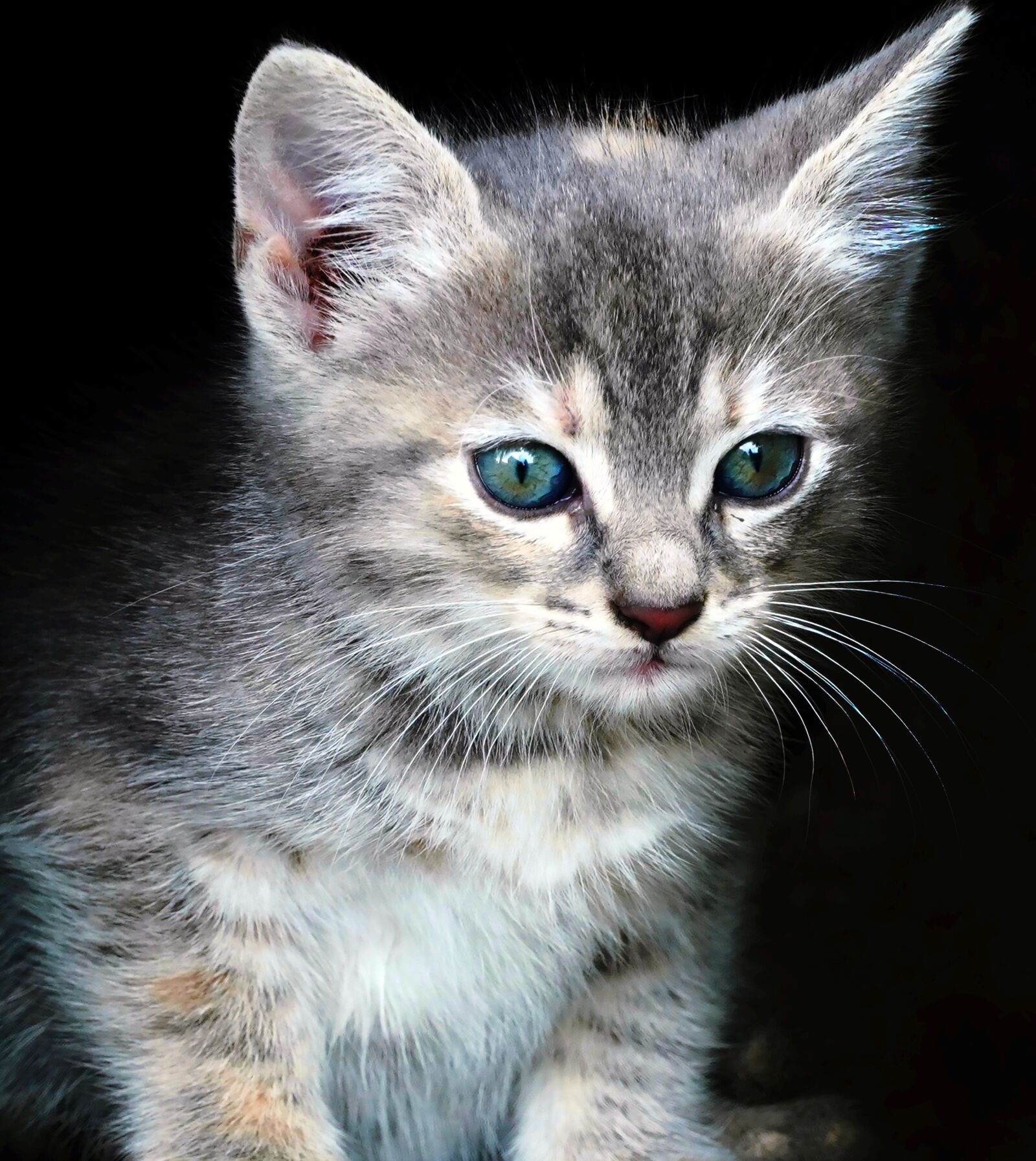 Sony a6400 sample photo. Kitty portrait, kitten, fluffy photography