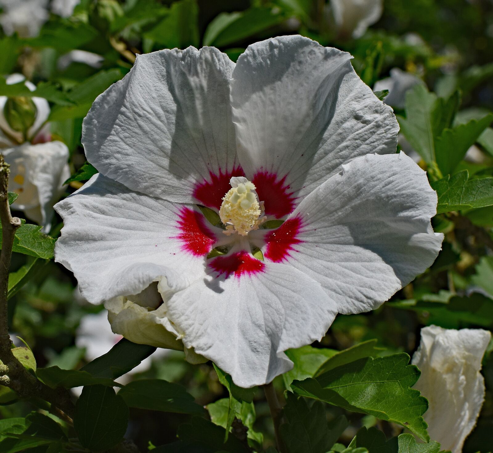 Nikon D3300 sample photo. Rose of sharon, flower photography