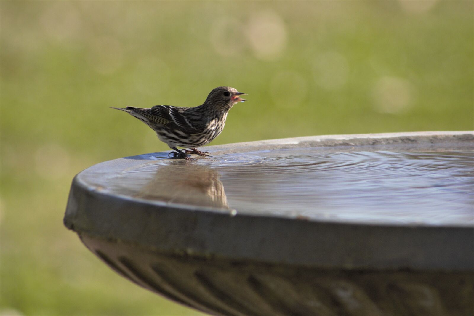 Canon EOS 550D (EOS Rebel T2i / EOS Kiss X4) sample photo. Bird, nature, wildlife photography