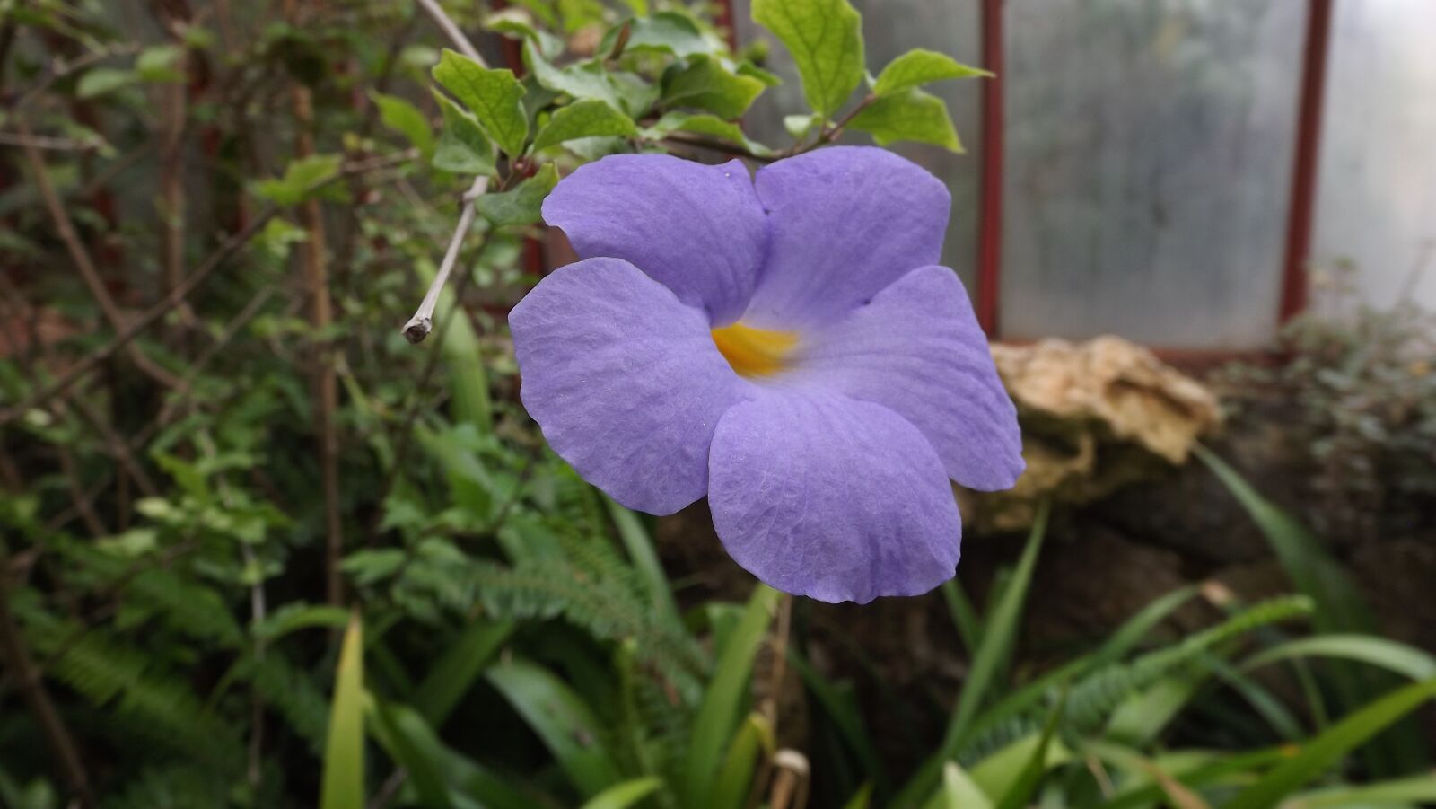 FujiFilm FinePix S4000 (FinePix S4050) sample photo. Flower, violet, nature photography