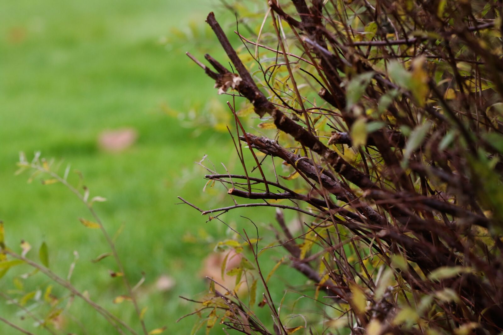 Canon EOS 7D Mark II sample photo. Plant, autumn, nature photography