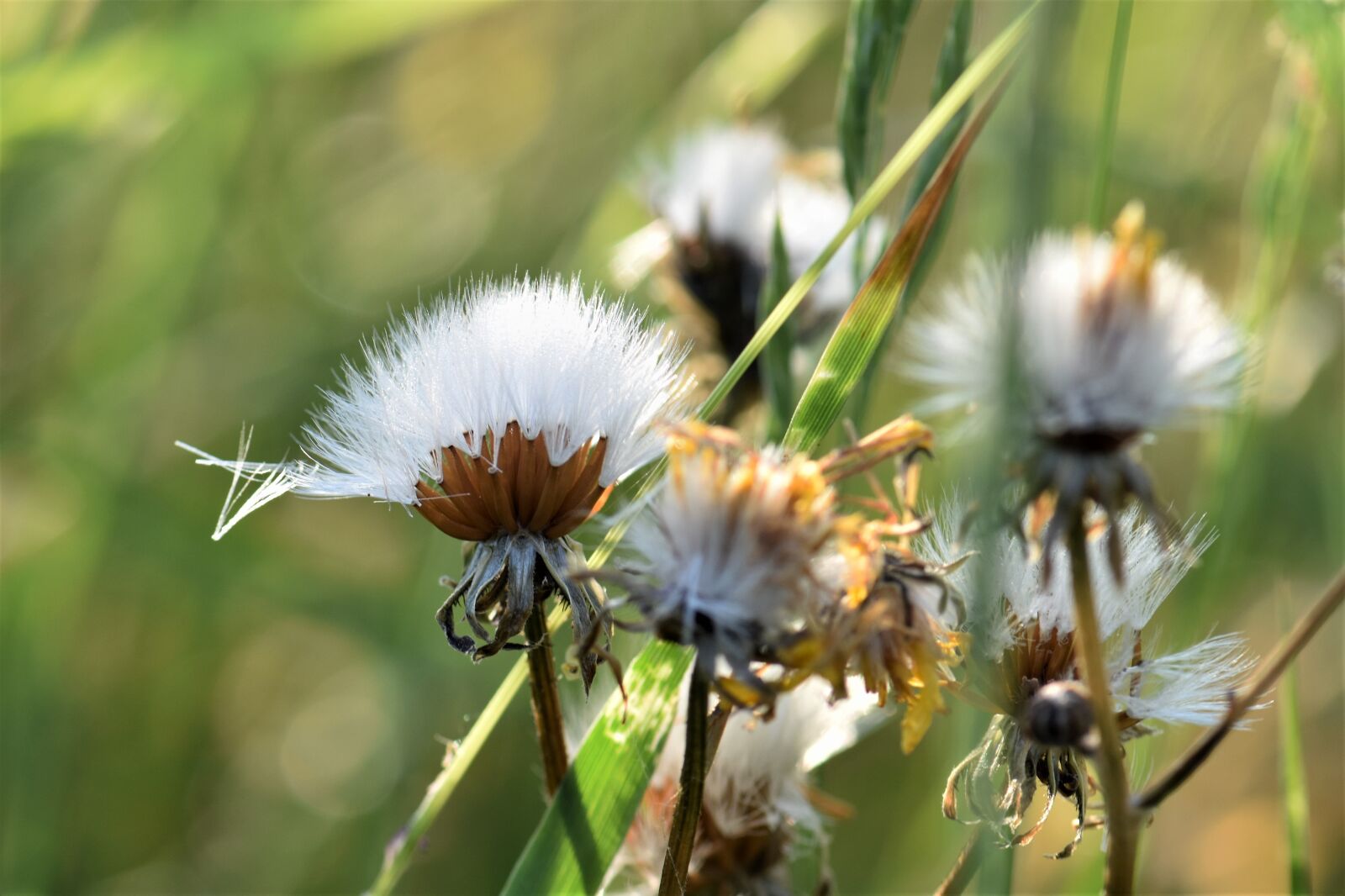 Nikon D5500 sample photo. Dandelion, bloom, blossom photography