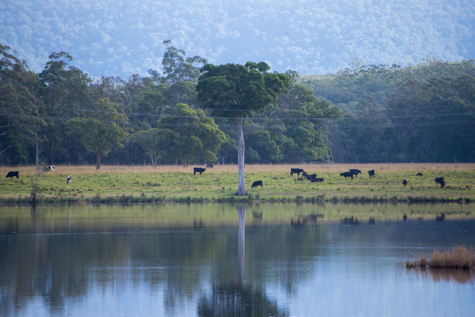 Nikon D600 sample photo. Lake, cattle, tree photography