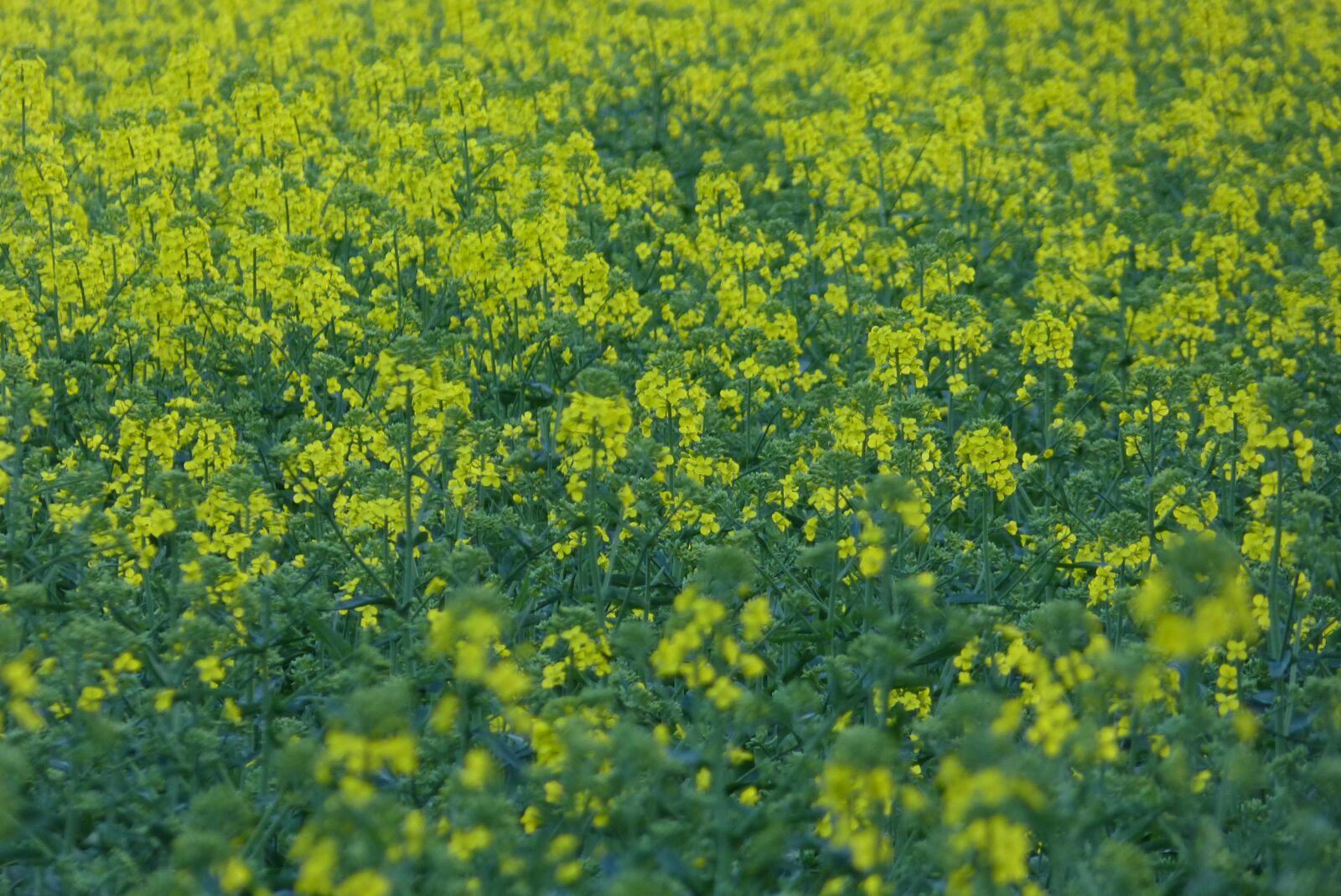 Panasonic Lumix DMC-FZ150 sample photo. Oilseed rape, field, landscape photography