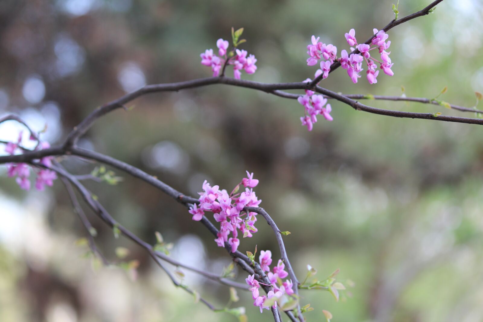 Canon EOS 600D (Rebel EOS T3i / EOS Kiss X5) sample photo. Flower, nature, plant photography