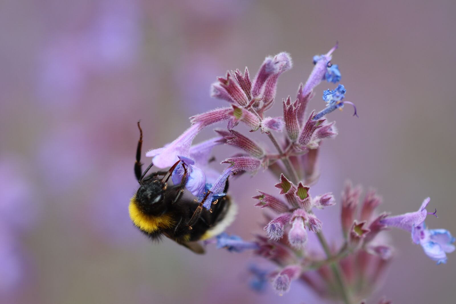 Canon EOS 90D sample photo. Hummel, flower, blossom photography
