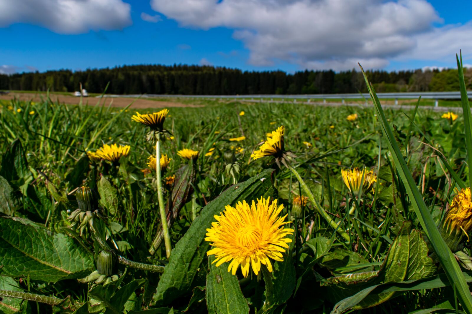 Nikon D5300 sample photo. Dandelion, meadow, field photography