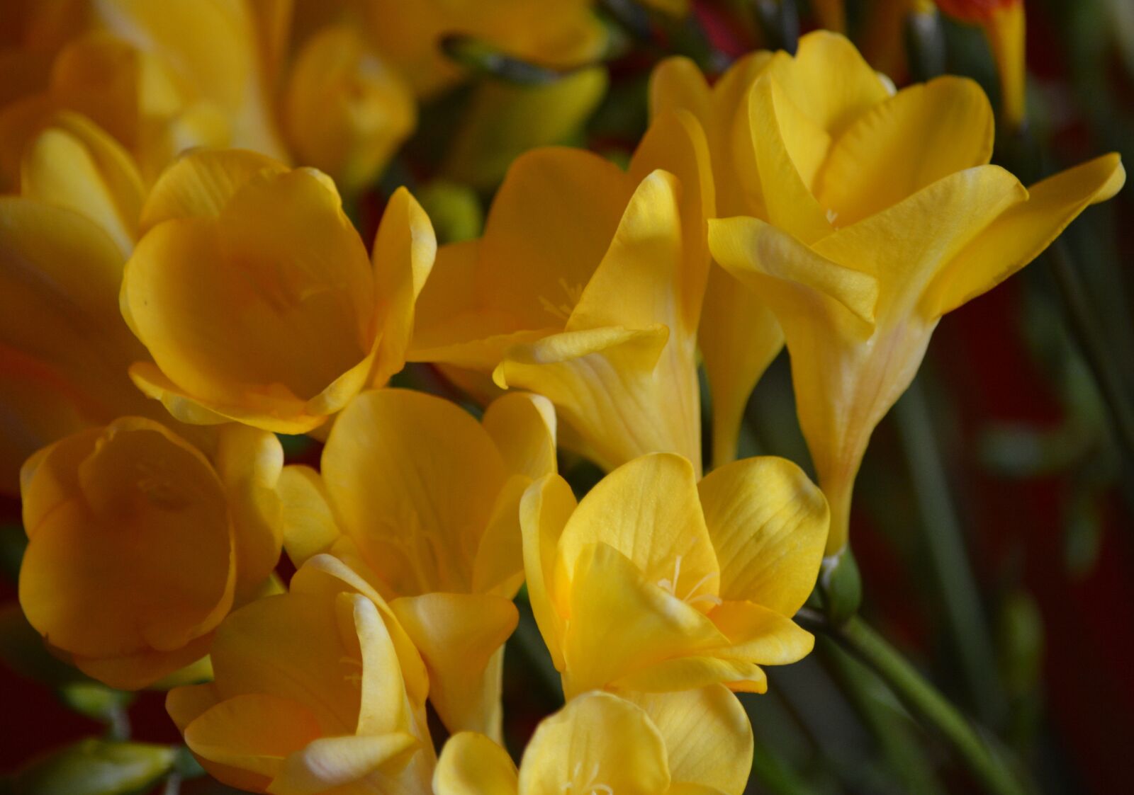 Nikon D7100 sample photo. Nature, flower, fresie photography